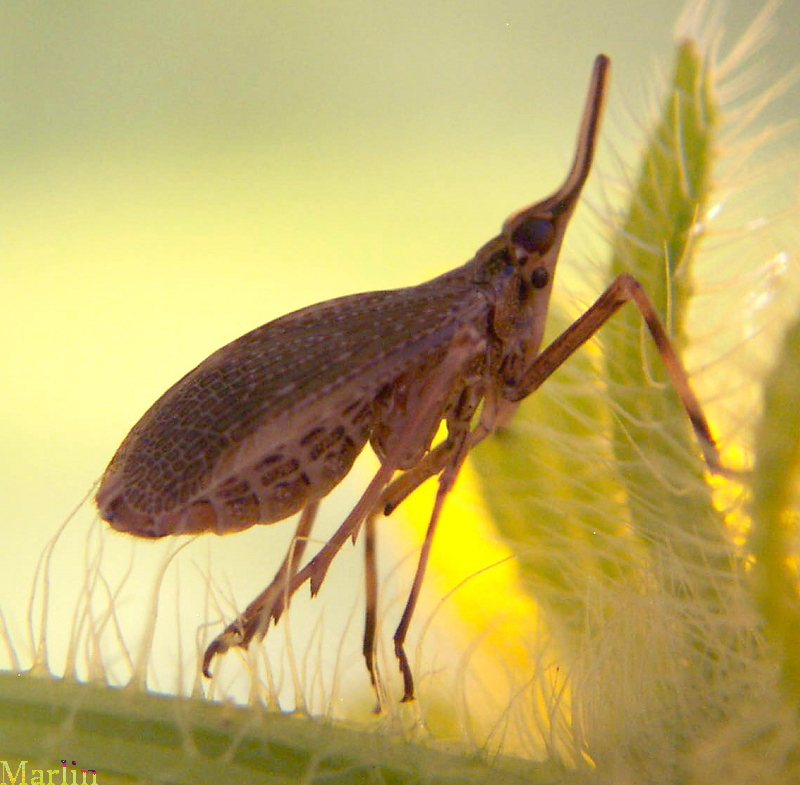 Fulgorid Planthopper - Scolops sulcipes