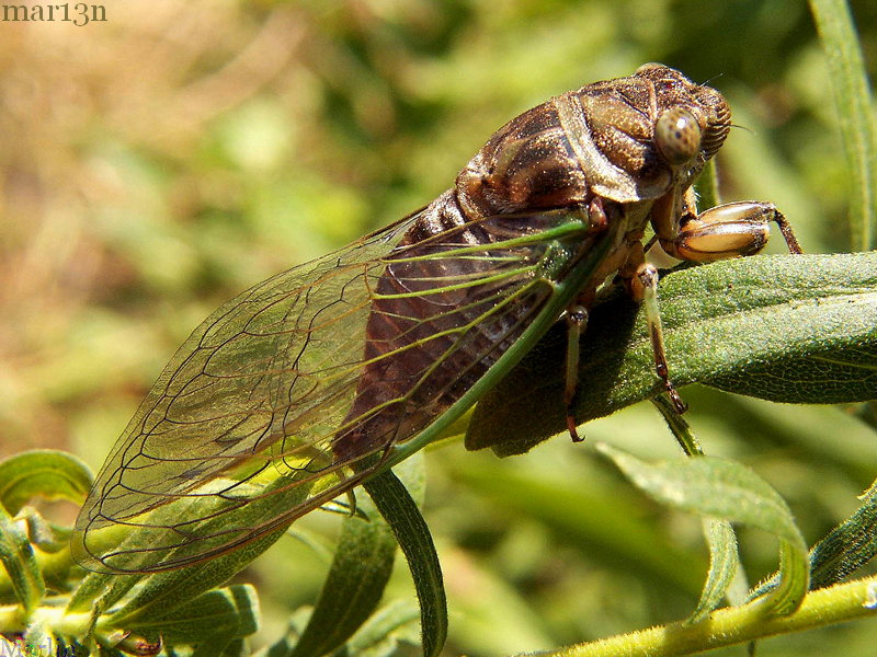 Annual Cicada Tibicen canicularis
