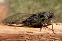 Annual Cicada