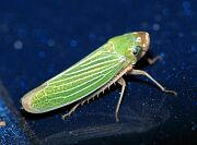 Leafhopper