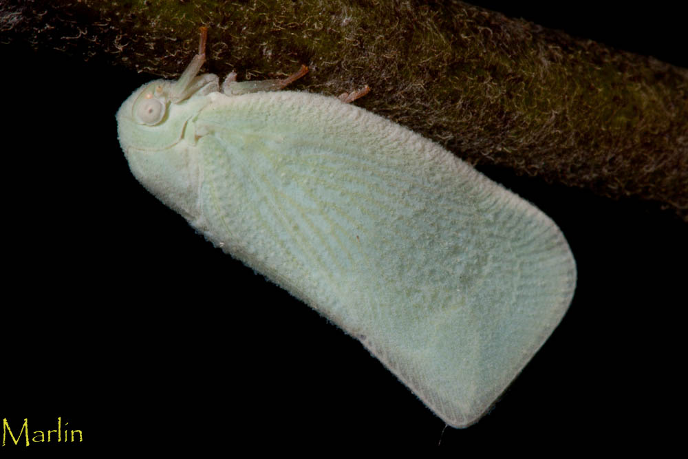 Flatid Planthopper - Anormenis chloris