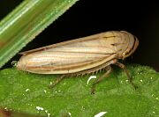 Silver Leafhopper, Athysanus argentarius