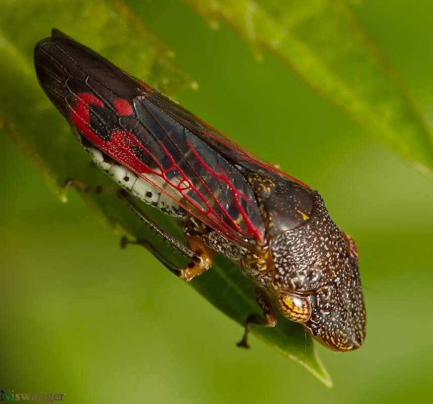 Glassy-winged sharpshooter - Homalodisca vitripennis