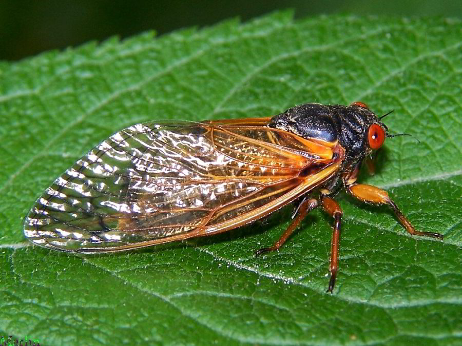 17-year periodic cicada, Magicicada sp. brood XIII, 2007 