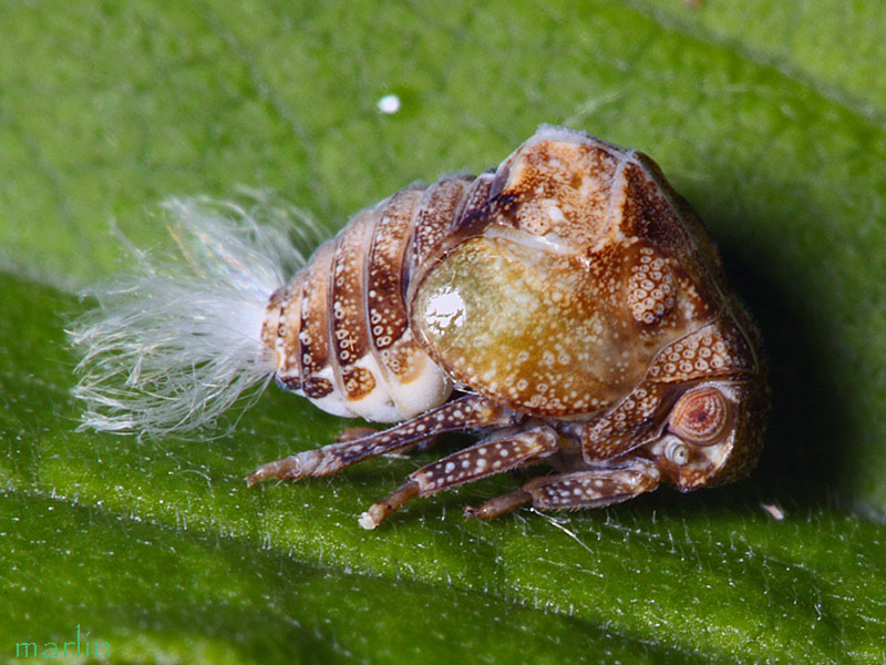 Planthopper Nymph