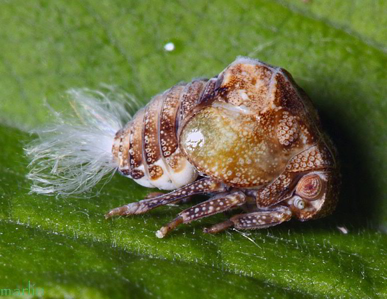 Planthopper Nymph