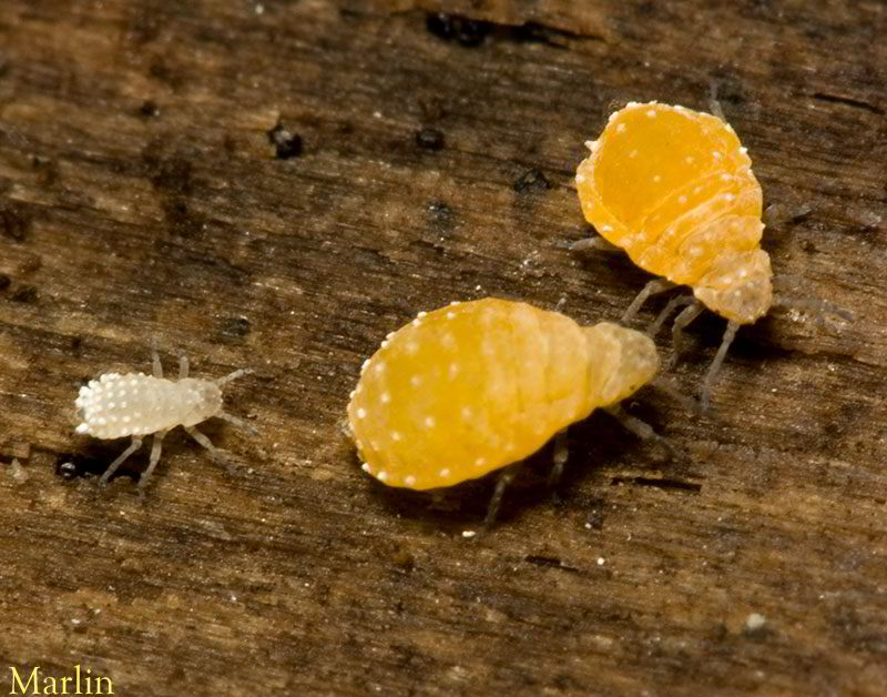 root aphids, 3mm to less than 1mm