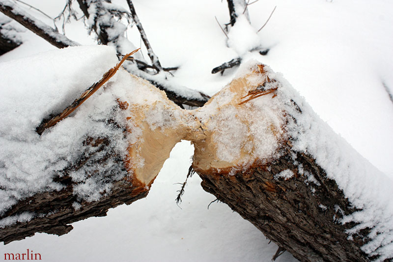 Beavers have been feeding on willows growing on islands in McKee Marsh.