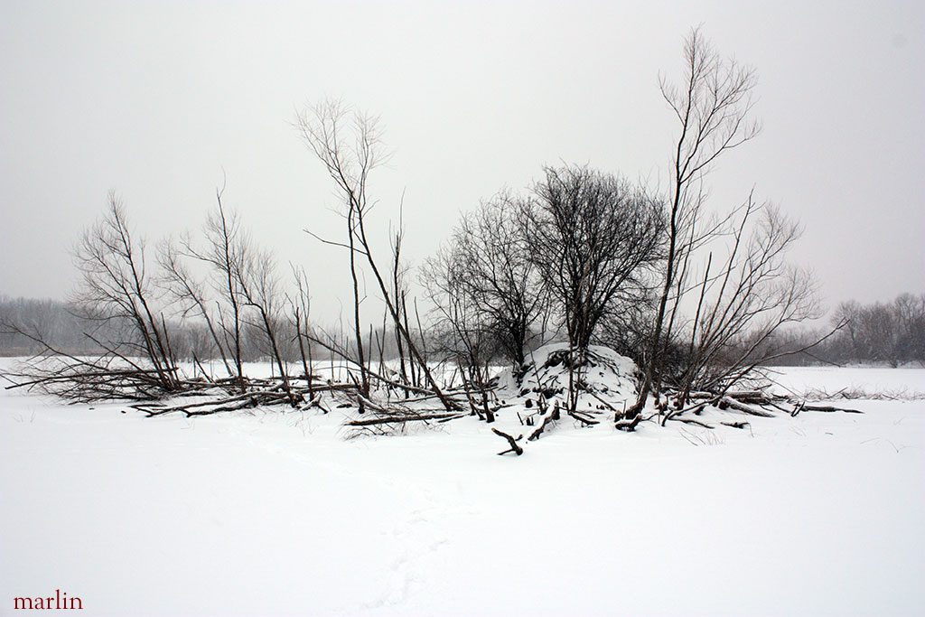  Almost all the willows are cut down.