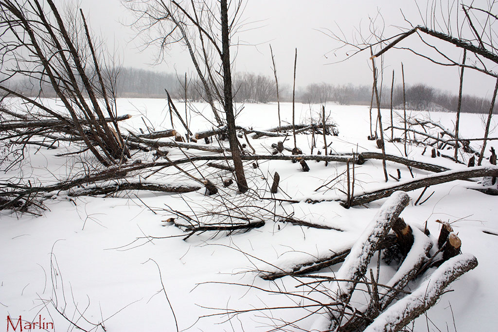 There's a reason for the phrase "Busy as a beaver."