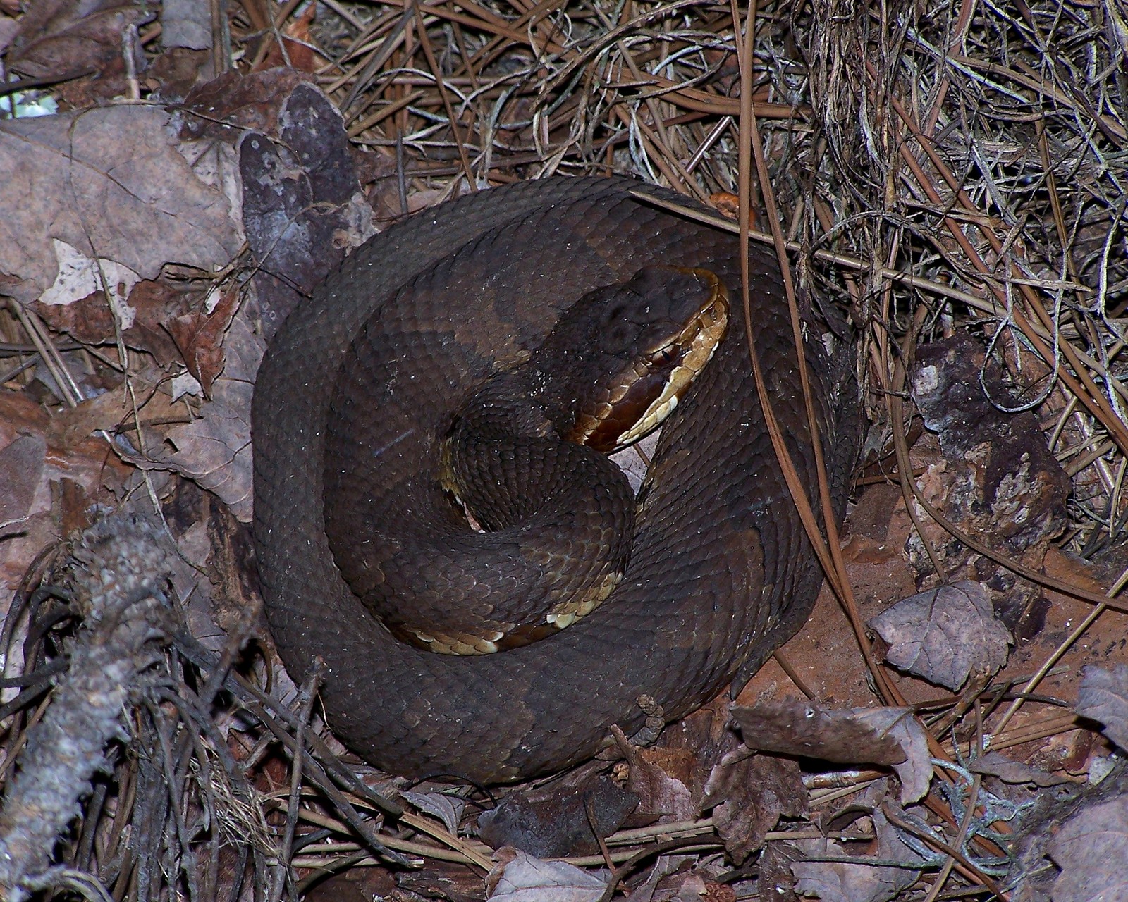 Coiled Cottonmouth Snake