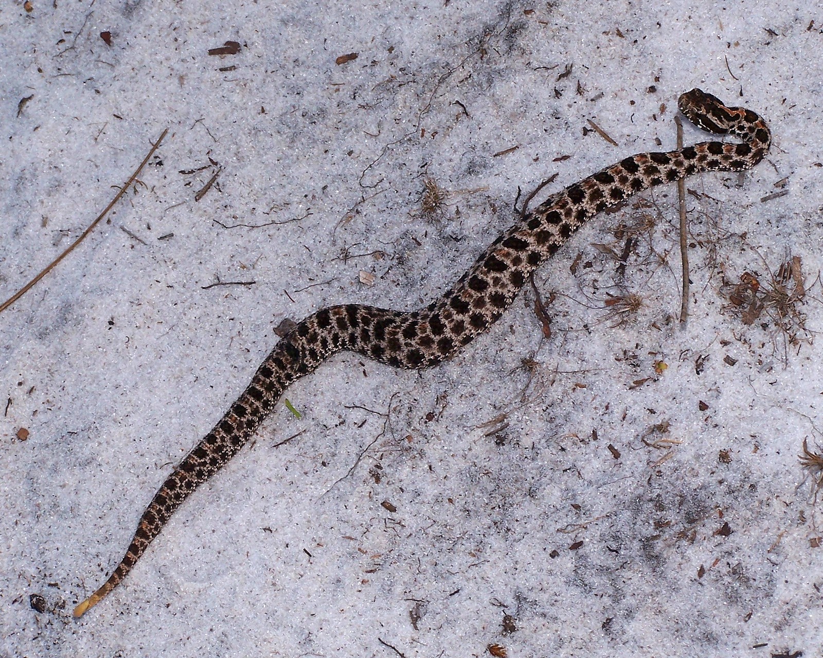 Florida Pygmy Rattlesnake