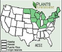 amur maple invasive