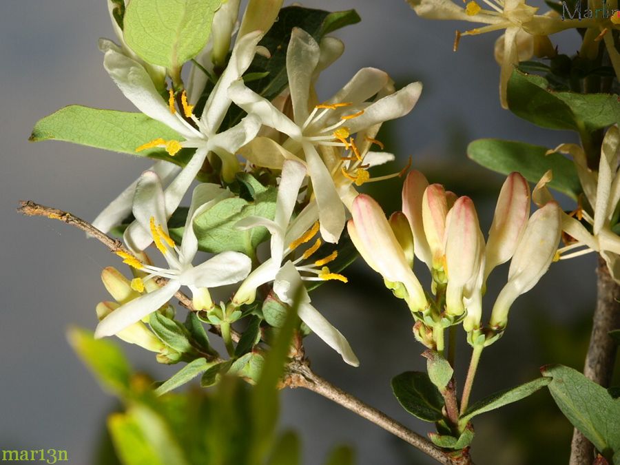 Honeysuckle Flowers