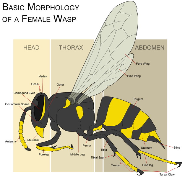 Wasp Morphology via Wikimedia Commons
