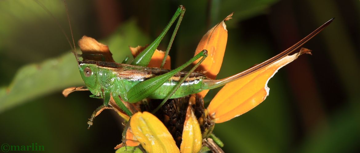 Straight-lanced Meadow Katydid - Conocephalus strictus