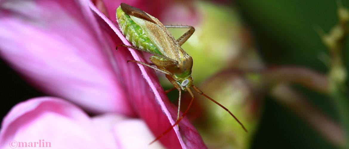 Alfalfa plant bug - Adelphocoris lineolatus