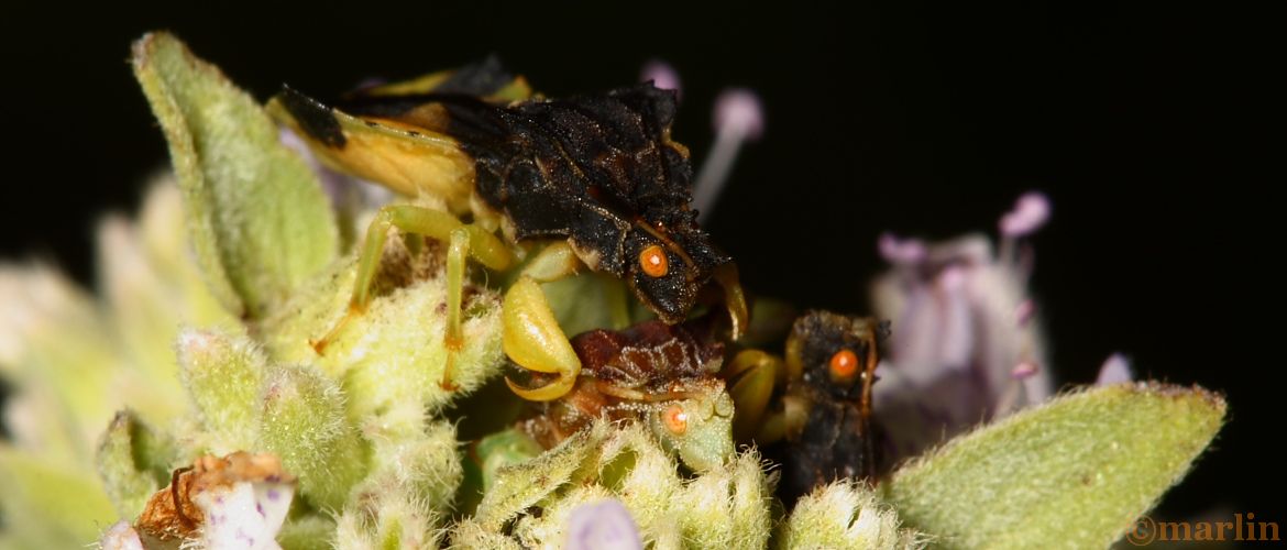 Ambush bugs mating scrum
