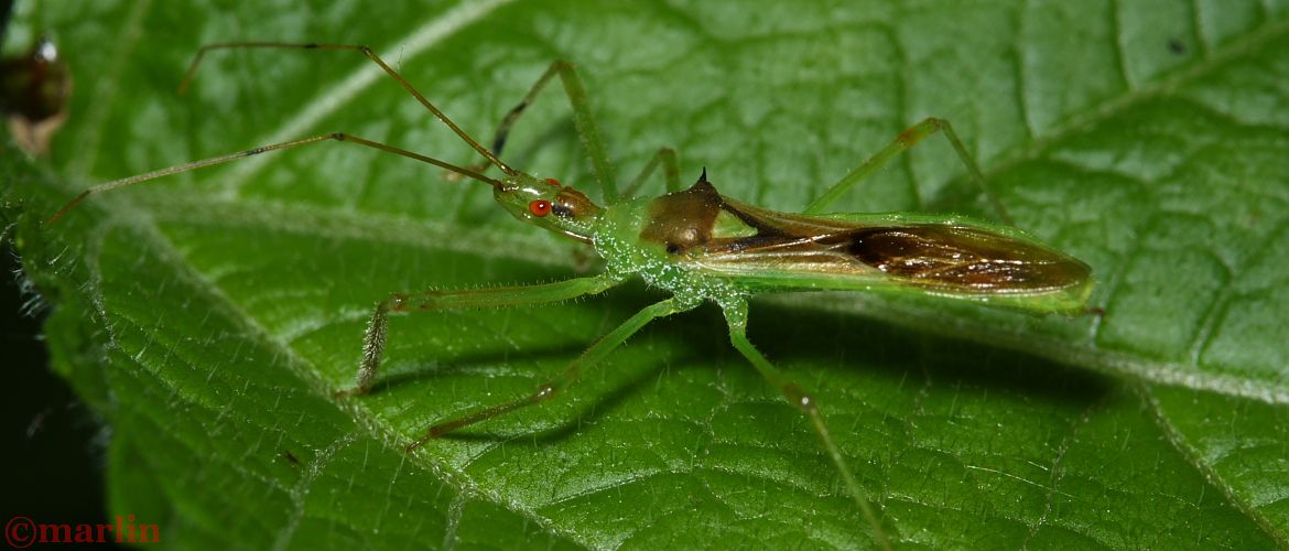 Assassin Bug - Zelus luridus