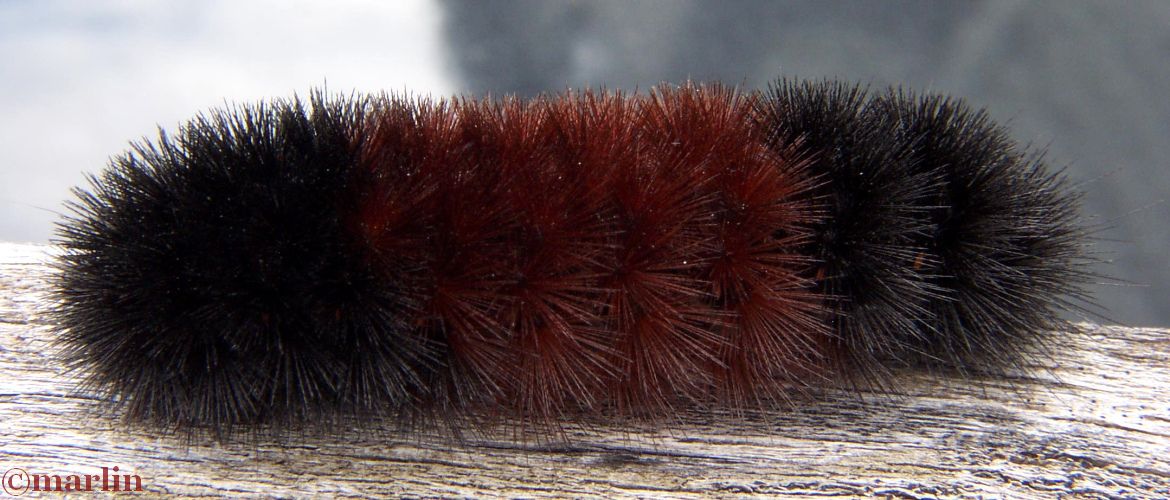 Banded Woolly Bear Caterpillar, Isabella Tiger Moth Larva