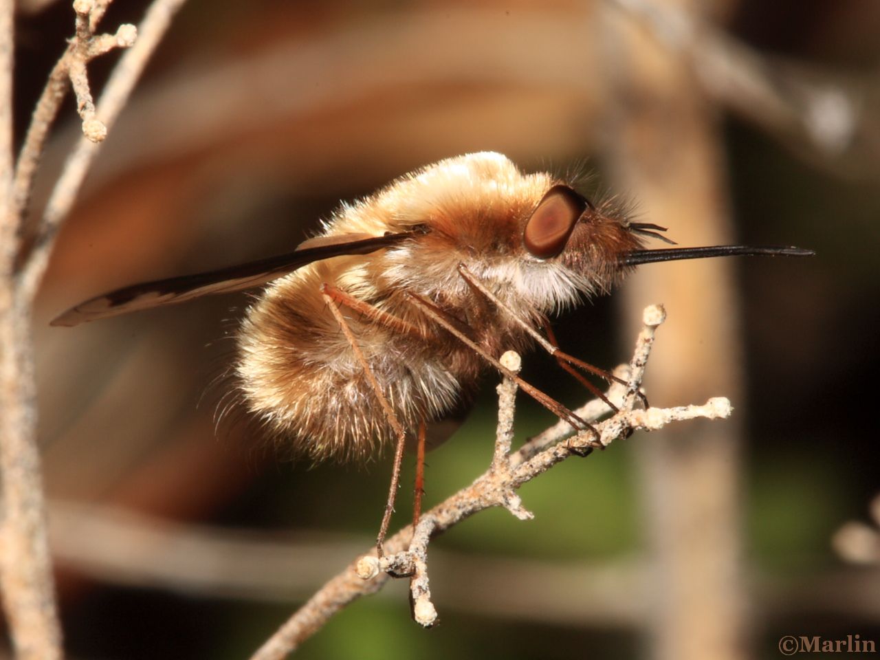 Bee Fly Bombylius major