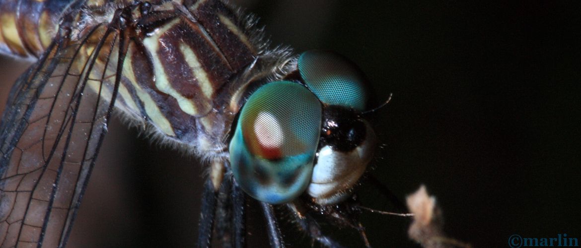 Blue Dasher Dragonfly Male