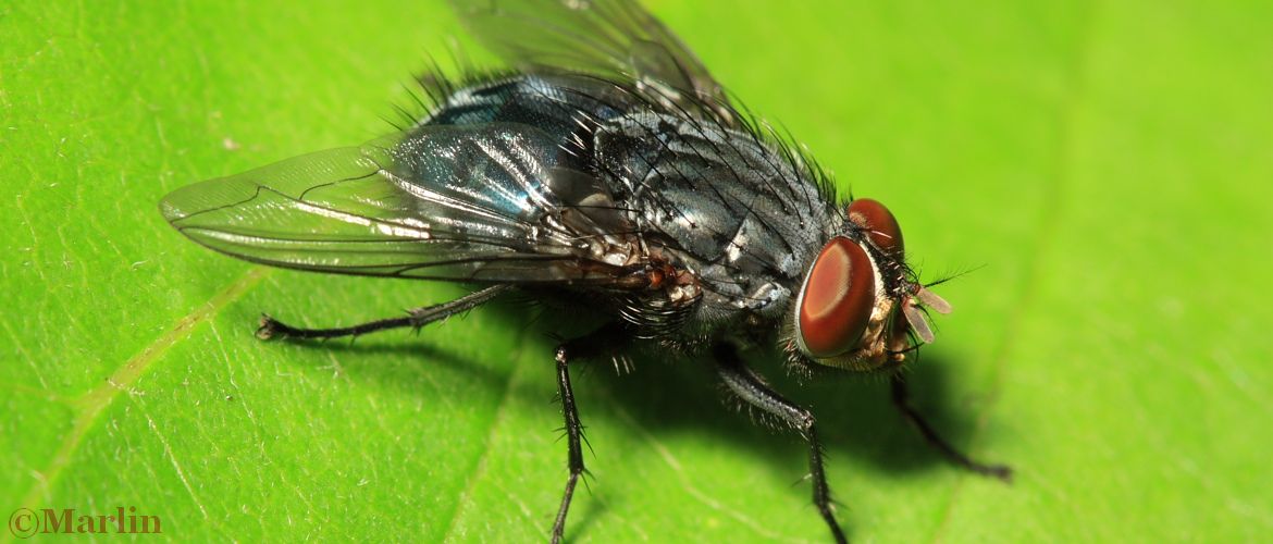 Bottle Fly, Calliphora vicina