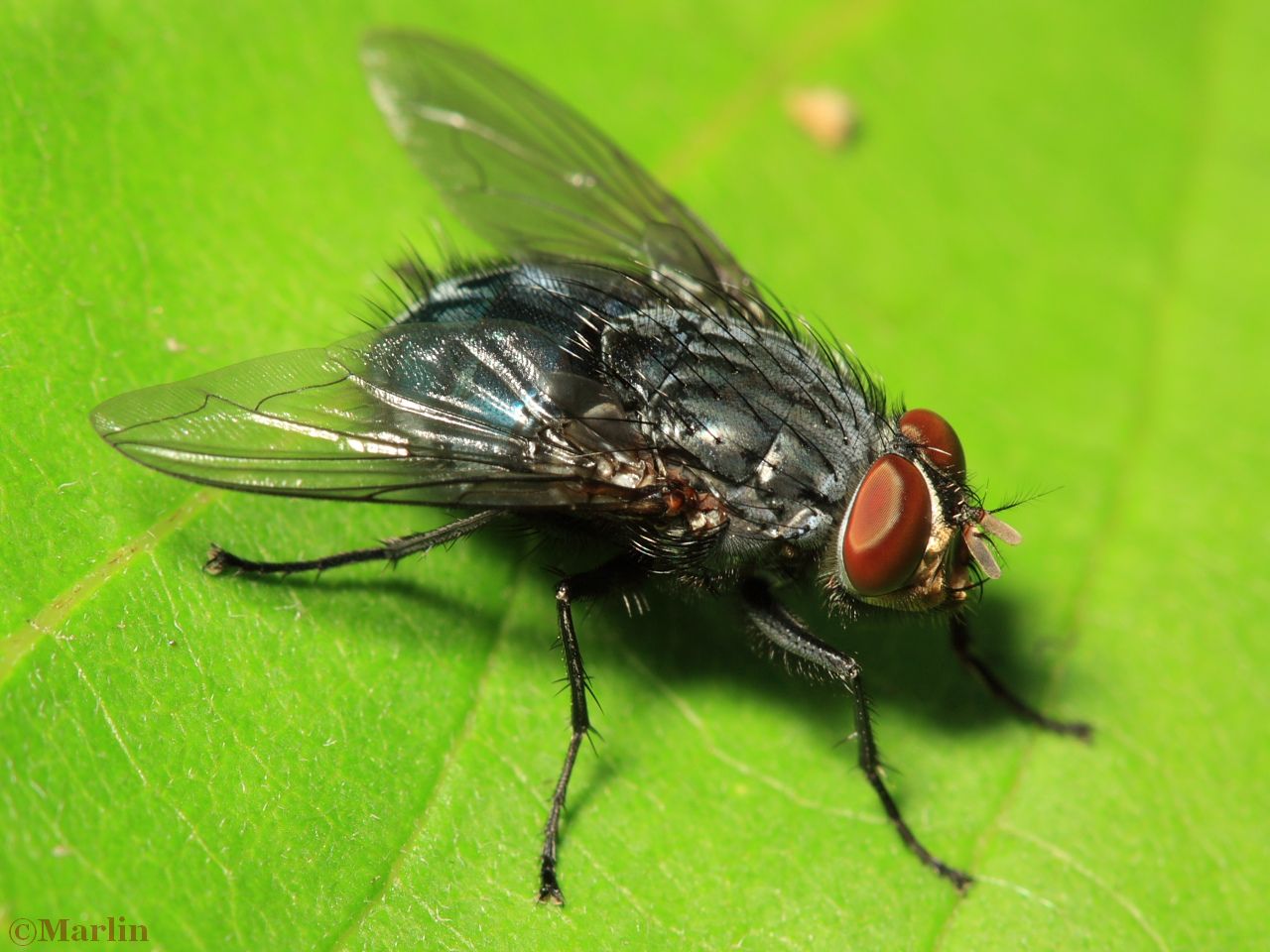 Blue Blow Fly, Calliphora vicina