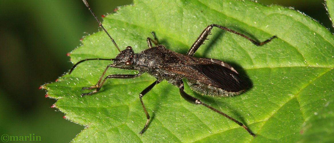 Broad-Headed Bug - Alydus eurinus