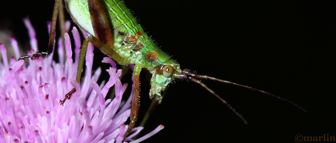 Bush Katydid nymph - Scudderia sp.