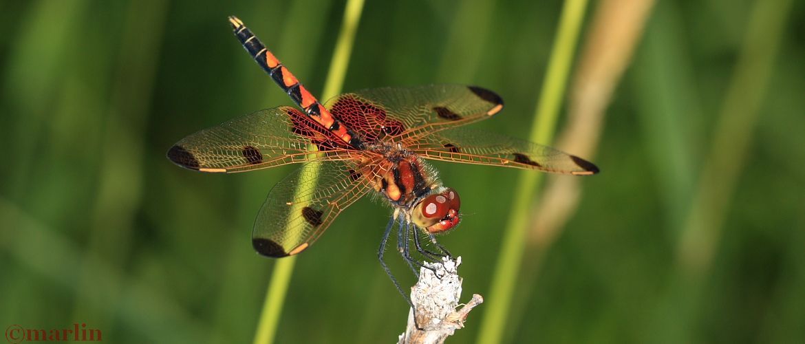 Calico Pennant Dragonfly - Celithemis elisa