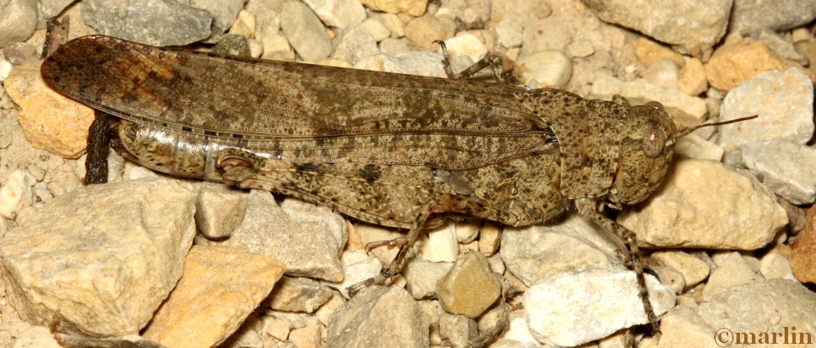 Carolina Grasshopper - Dissosteira carolina