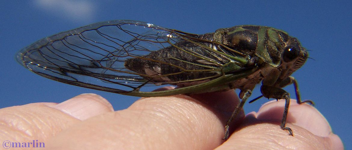 Periodic cicada - Tibicen linnei