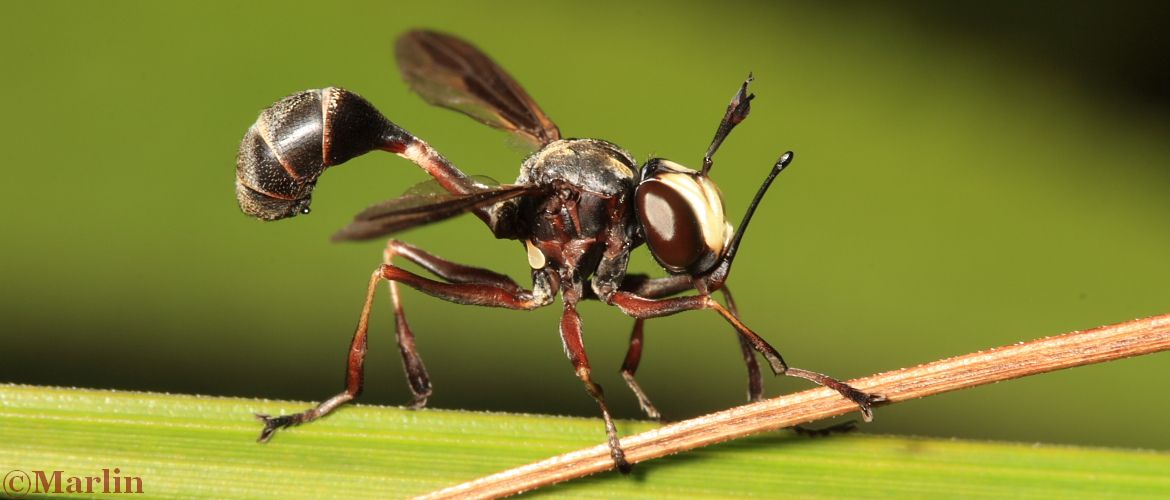 Thick-Headed fly, Physocephala tibialis