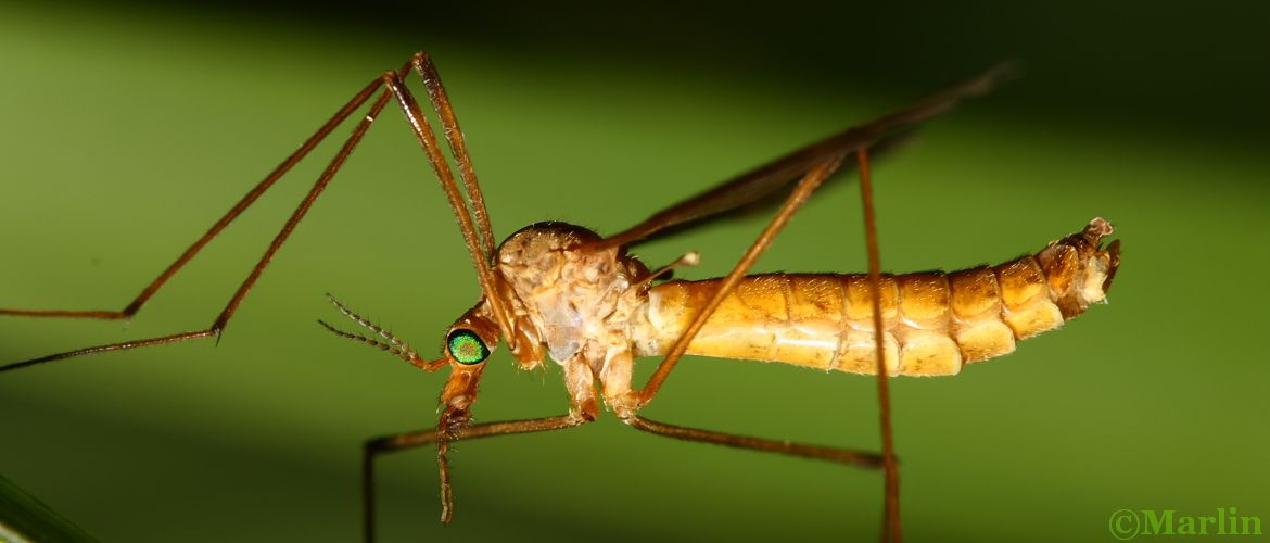 Crane Fly, Tipula bicornis