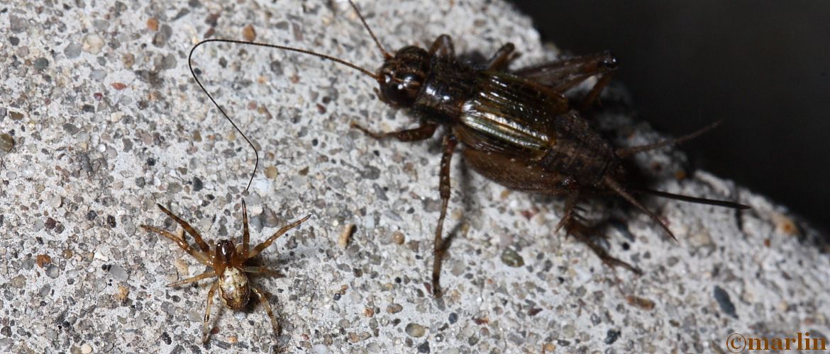 Bossy young spider chases away ground cricket