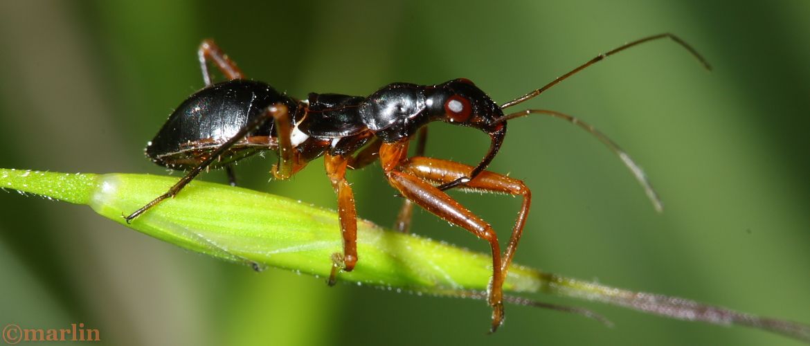 Damsel Bug - Nabis subcoleoptratus