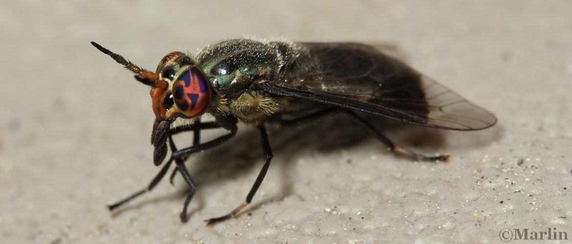 Deer Fly, Chrysops ater