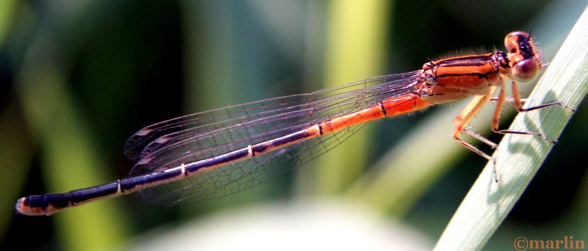 Eastern Forktail Damselfly Female