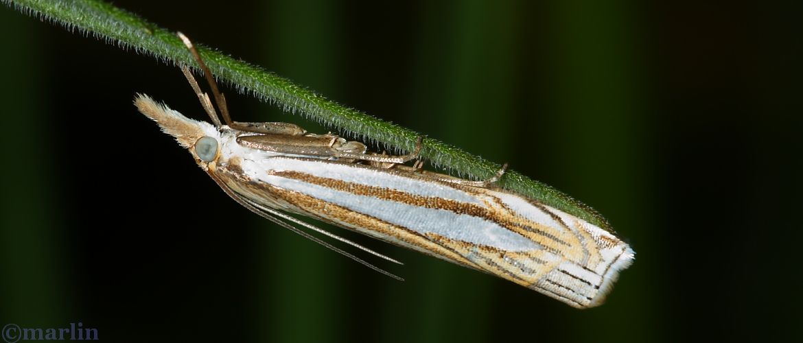 Eastern Grass-Veneer Moth - Crambus laqueatellus