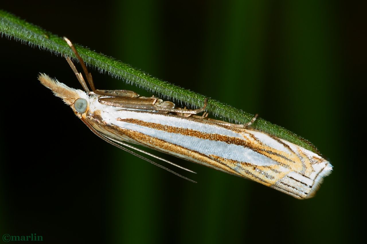Eastern Grass-Veneer Moth - Crambus laqueatellus