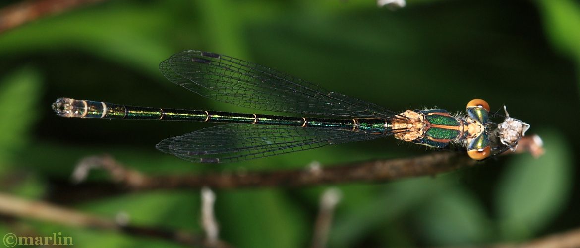 Emerald Spreadwing Damselfly - Lestes dryas