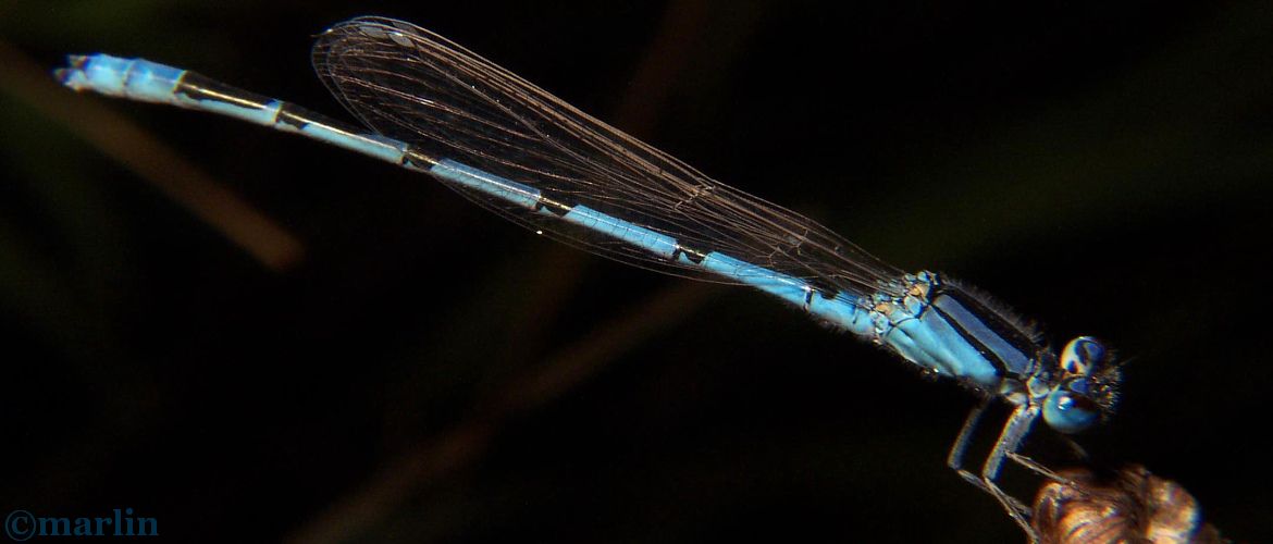 Familiar Bluet Damselfly Male