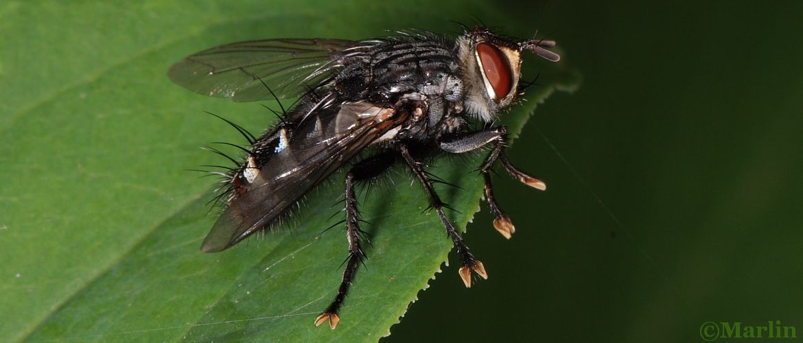 Flesh Fly, Sarcophaga sp.