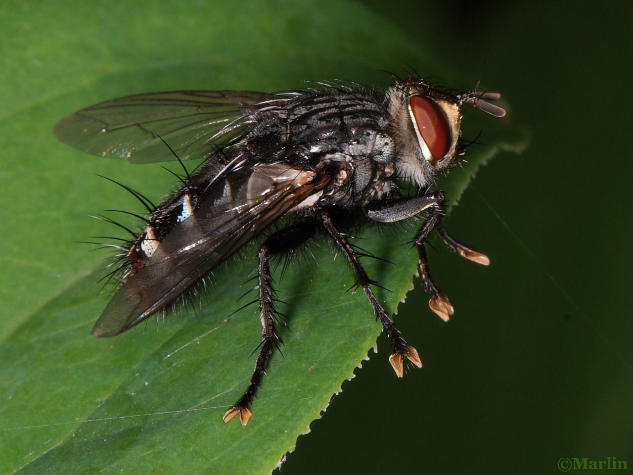 Flesh Fly, Sarcophaga sp.