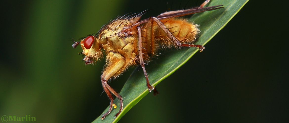 Dung Fly, Scathophaga stercoraria