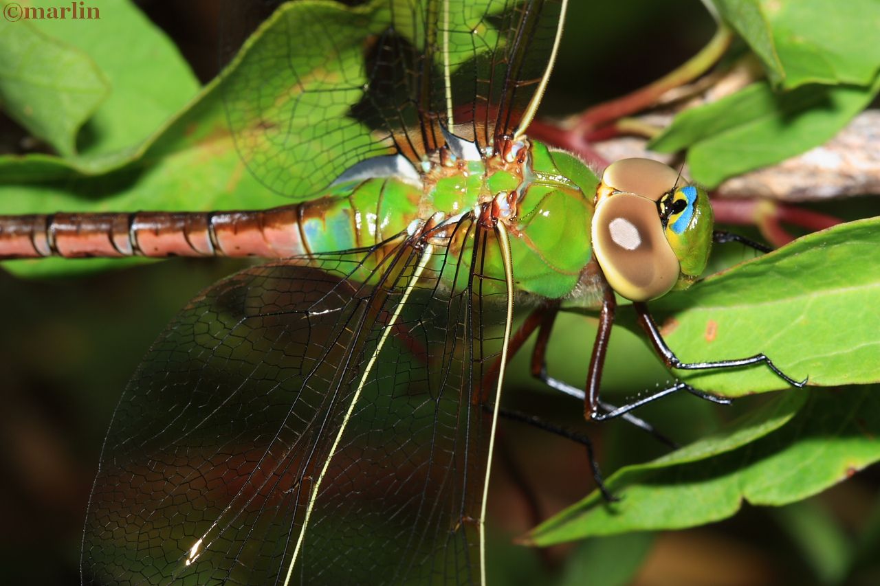 Green Darner Dragonfly - Anax junius