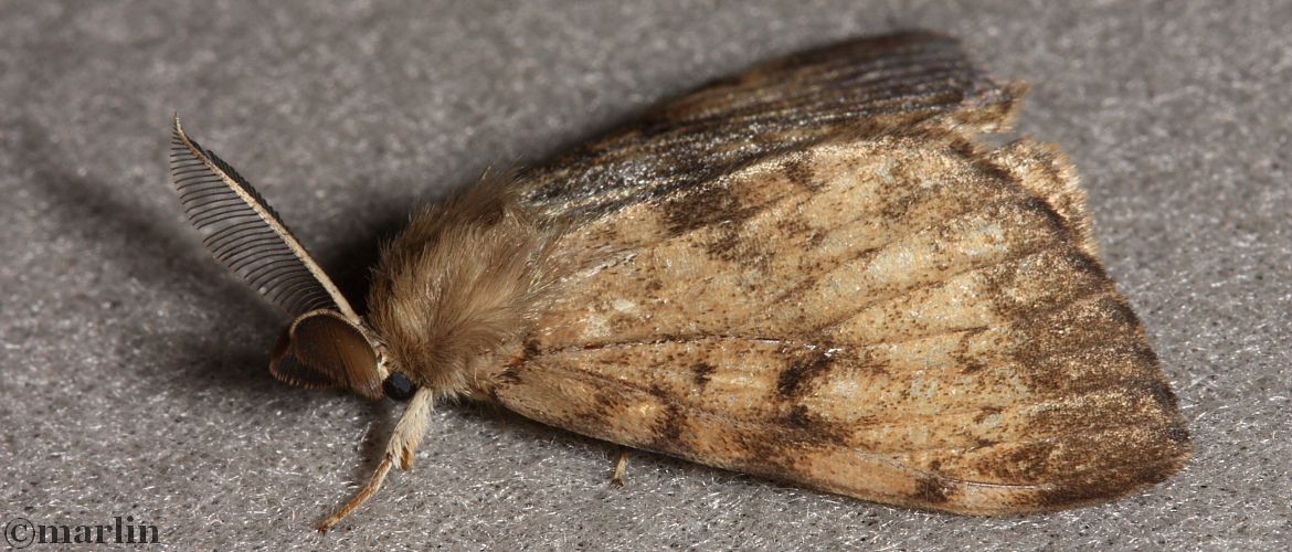 Gypsy Moth - Lymantria dispar