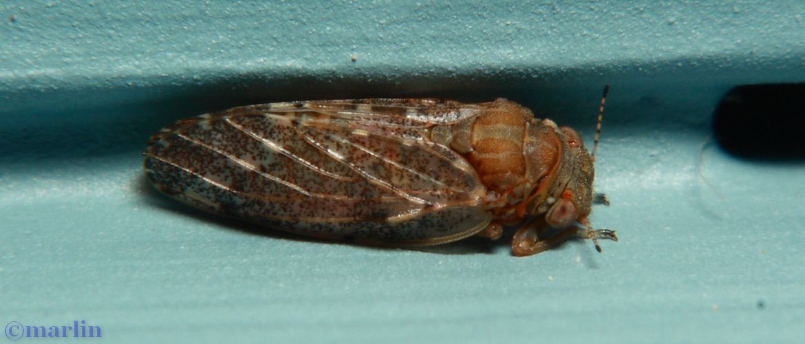 Hackberry Psyllid - Pachysylla sp.