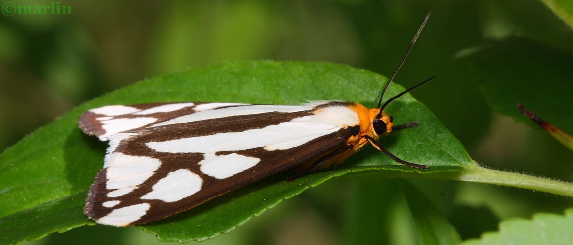 Reversed Haploa Moth - Haploa reversa Hodges #8109